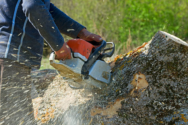 Best Tree Preservation Services  in Marshfield, WI